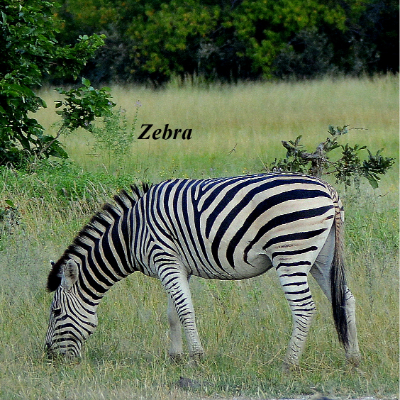 Zebra